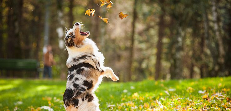 An Australian Shepherd dog jumping in a park, trying to catch falling autumn leaves.